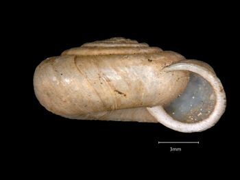 Media type: image;   Malacology 167225 Aspect: apertural